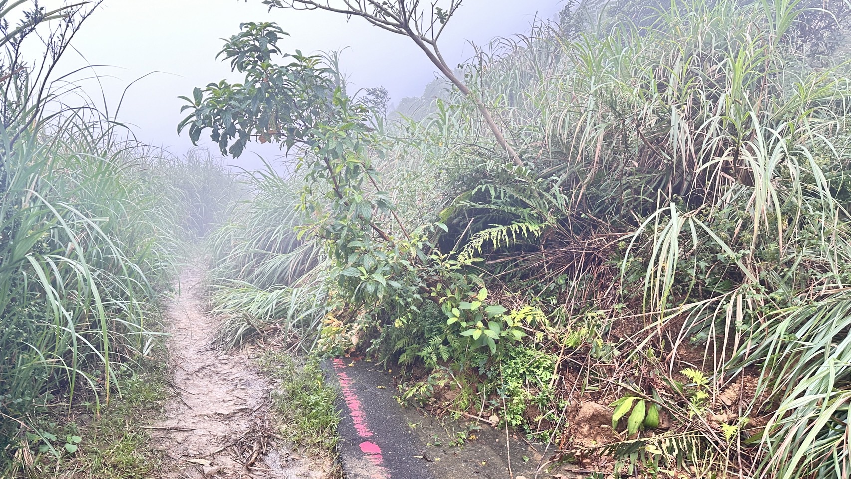 茶壺山登山步道 預防性封閉