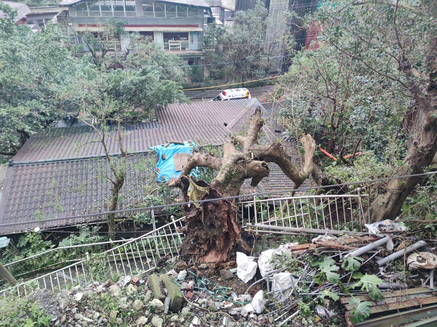 瑞芳九芎橋路一棵大樹斷根倒落於民宅屋頂上方