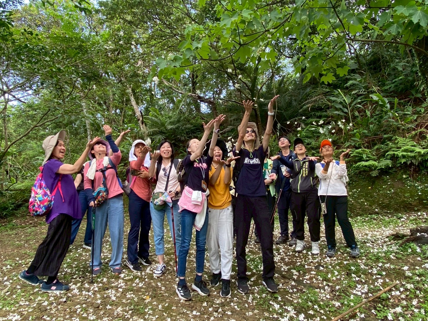 四腳亭砲臺-遍地的桐花